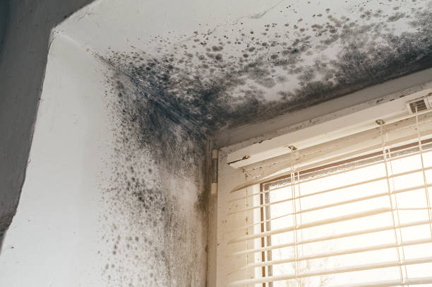 Affordable Mold Cleanup solutions in Ashland, OR